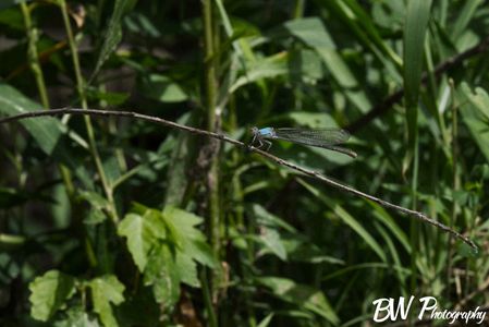 I think this is a Blue-Fronted Dancer dragonfly, but like, LOOK AT THAT GUY