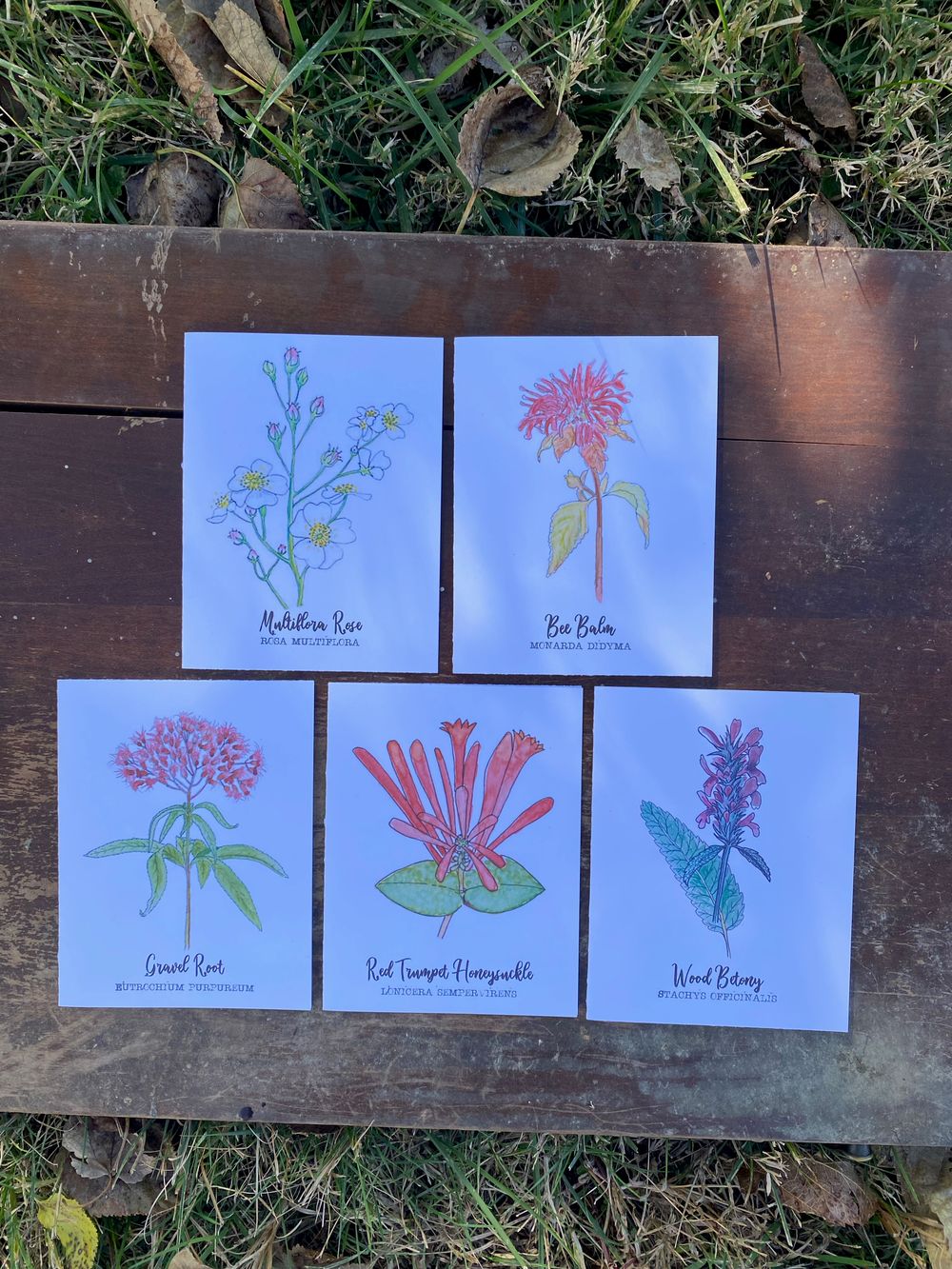 Red Wildflower Notecard Set