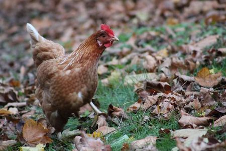 This is Brenda. She's one of four chickens that I keep in my backyard!