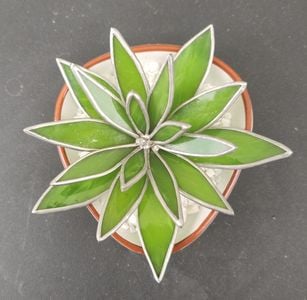 Green Succulent Top View