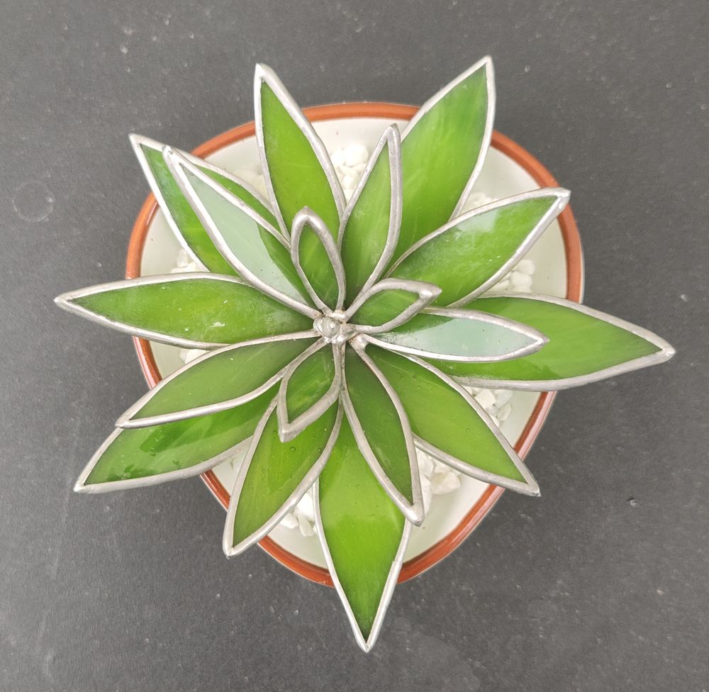 Succulent