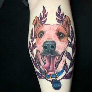 Bonnie dog portrait