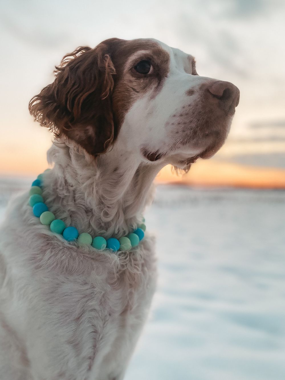 Large Beaded Dog Collar