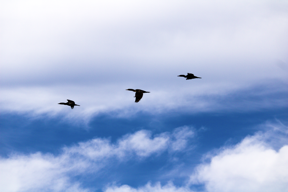 "Flight" Photo Print