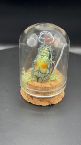 Bookworm Beetle