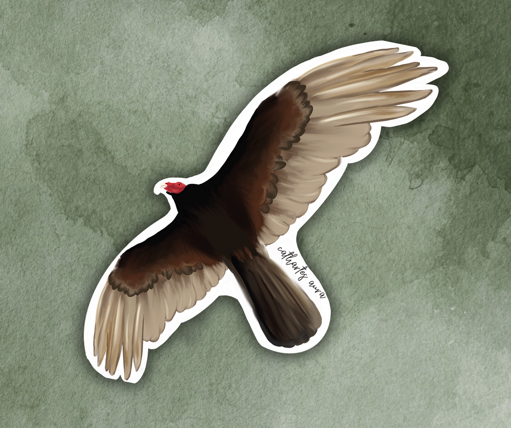 Turkey Vulture (cathartes aura) Bird Sticker