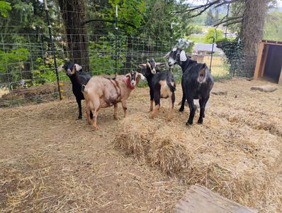 Talulah, Beaula, Lily and Abigail 