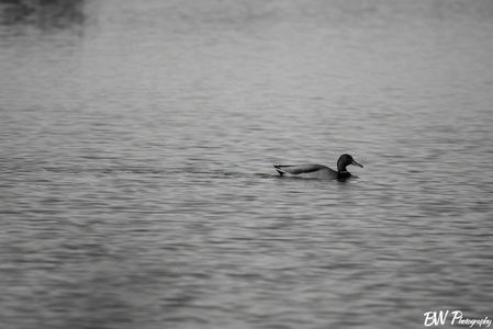 A DUCK! That's all I got for you