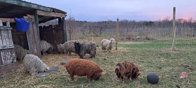 Our piggies goaties and sheepies all happy together