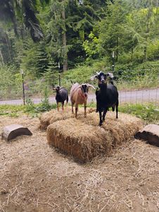 Our Dairy Goat Herd