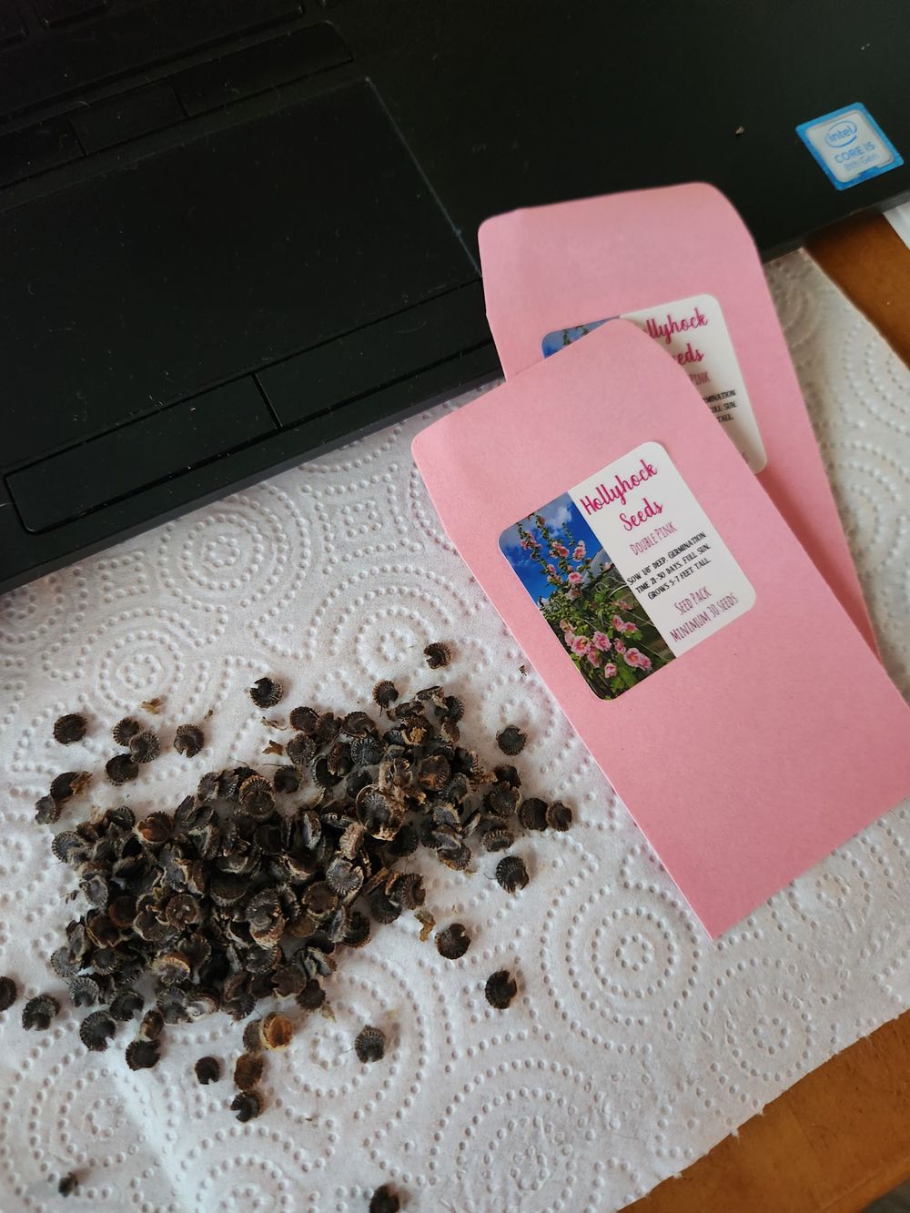 Hollyhock Seeds